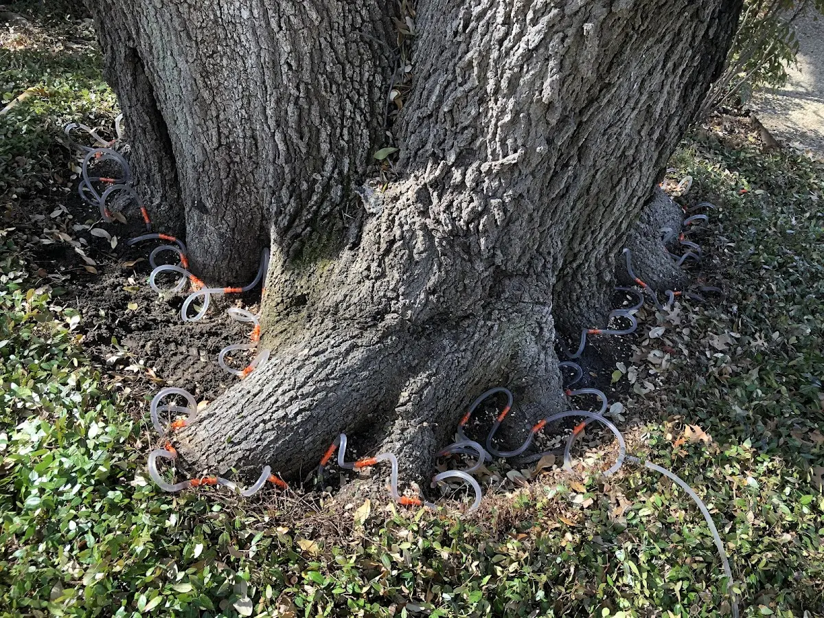 Detailed Tree Cabling and Bracing job site in Cordova